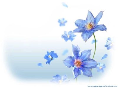 fleurs-bleues-bis.jpg